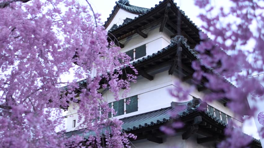 Travel in spring in Japan, cherry blossom with Japanese castle in Hirosaki, traditional Japanese samurai castle with sakura in full bloom, hanami in Japan