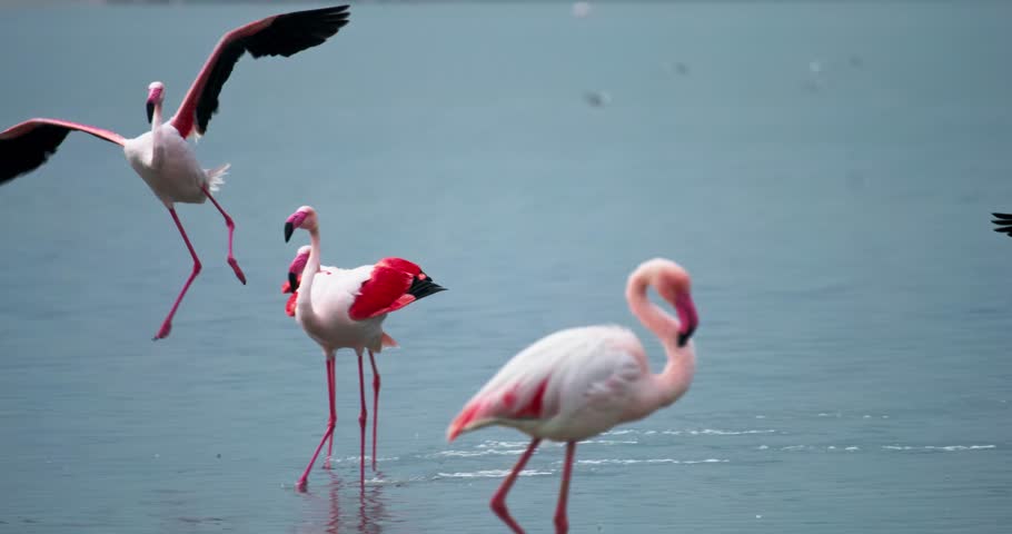 Pink flamingo flying to a salt lake. Bird life in the wild. High quality 4k footage