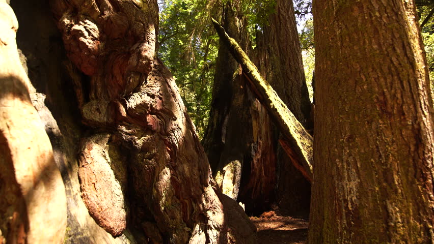 Redwood National Park Lady Bird Johnson Grove Telephoto California USA World Heritage Site