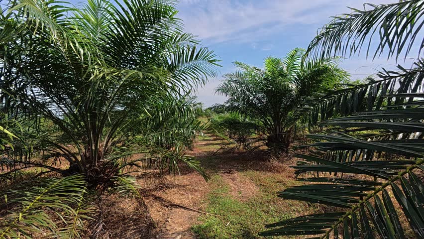 Palm oil trees flourishing in a lush plantation, a vital commercial crop in tropical Malaysia. The fruits are processed into cooking oil and various essential products.