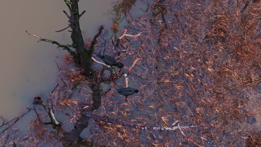 Two cormorants take flight from a flooded tree, escaping marshland, slow-motion