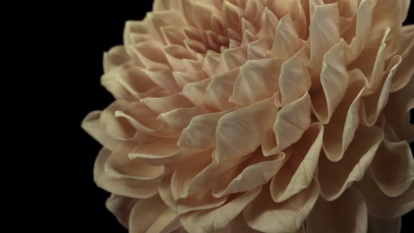 【FLOWERS】Beautyful Orange Dahlias Black BG