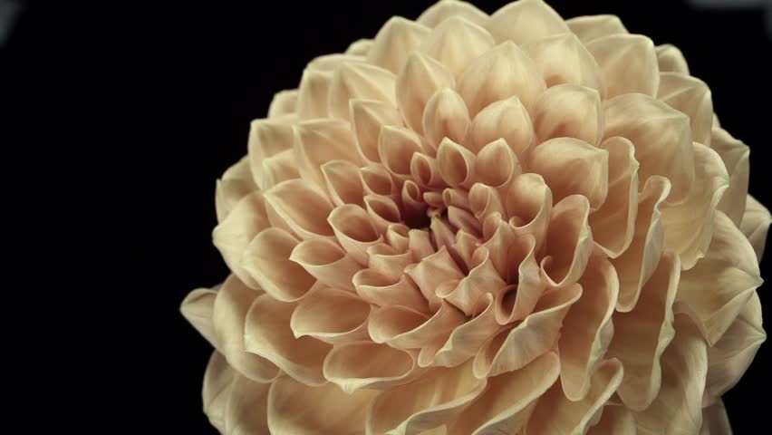 【FLOWERS】Beautyful Orange Dahlias Black BG
