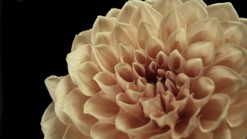 【FLOWERS】Beautyful Orange Dahlias Black BG