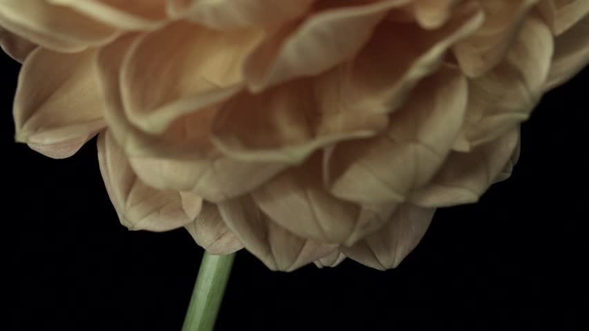 【FLOWERS】Beautyful Orange Dahlias Black BG