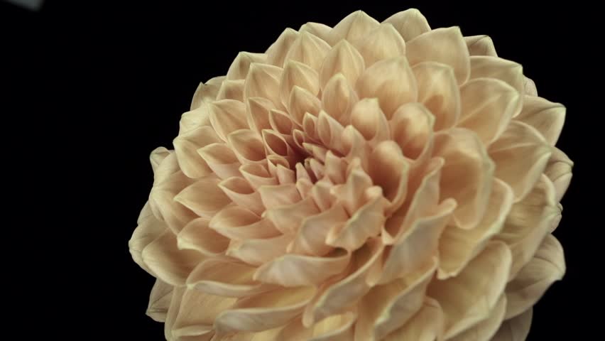 【FLOWERS】Beautyful Orange Dahlias Black BG