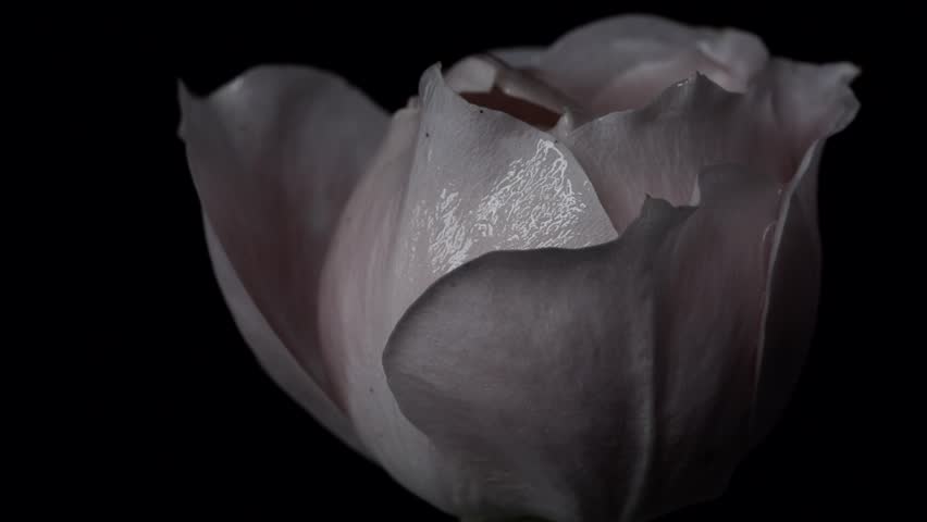 【FLOWERS】Beautyful Pink Rose Black BG