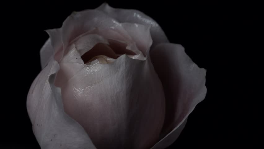 【FLOWERS】Beautyful Pink Rose Black BG