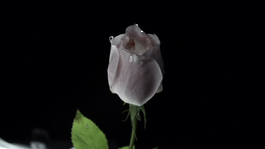 【FLOWERS】Beautyful Pink Rose Black BG