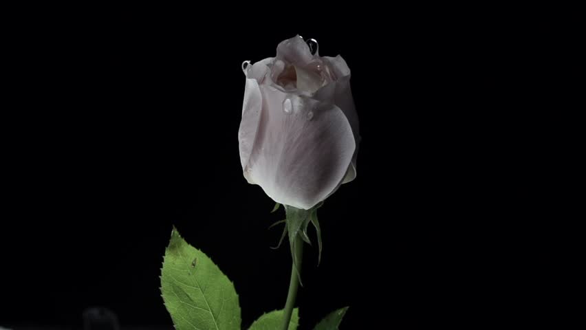 【FLOWERS】Beautyful Pink Rose Black BG