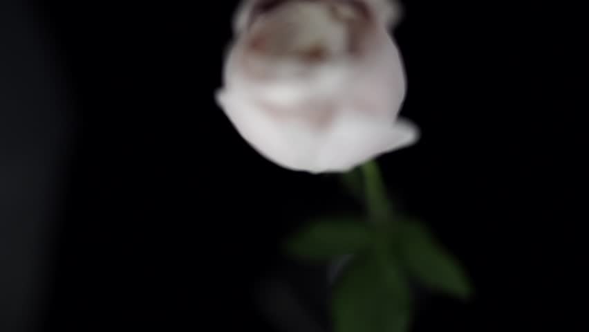 【FLOWERS】Beautyful Pink Rose Black BG