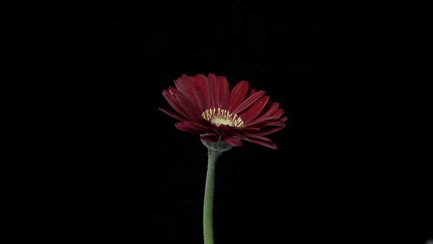 【FLOWERS】Beautyful Red Gerberas Black BG