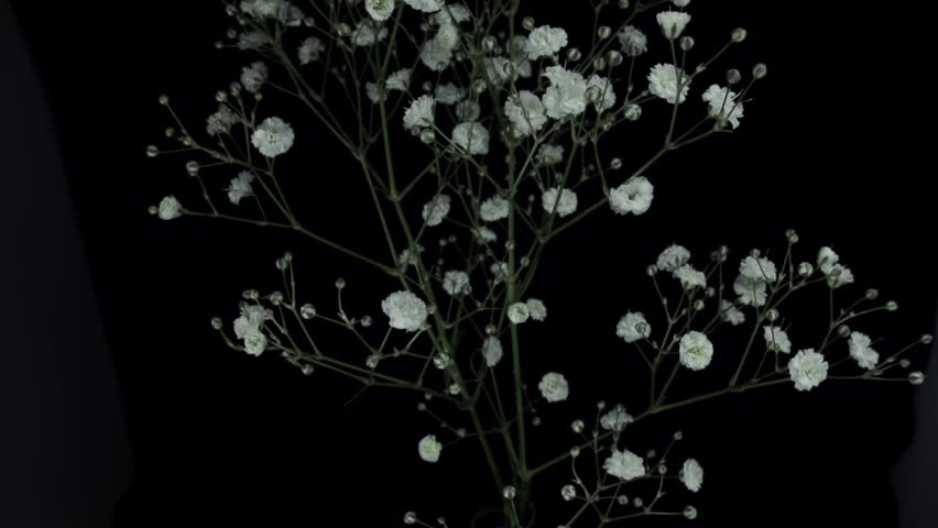 【FLOWERS】Beautyful White Gypsophila Black BG
