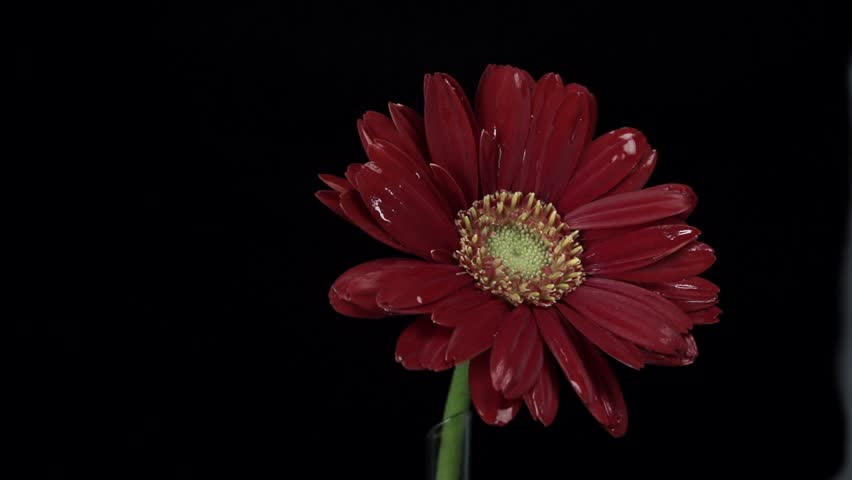 【FLOWERS】Beautyful Red Gerberas Black BG