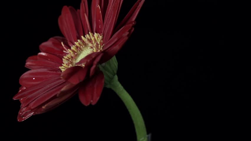 【FLOWERS】Beautyful Red Gerberas Black BG