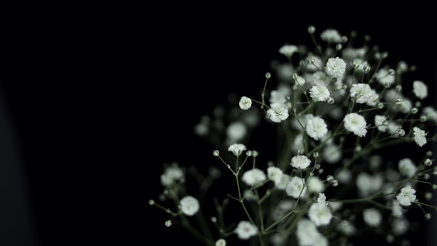 【FLOWERS】Beautyful White Gypsophila Black BG