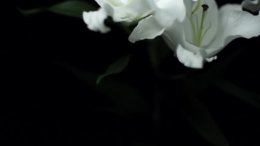 【FLOWERS】Beautyful White lilies Black BG
