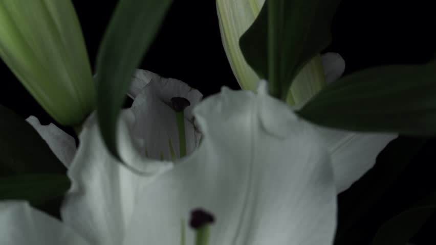 【FLOWERS】Beautyful White lilies Black BG