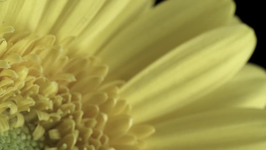 【FLOWERS】Beautyful Yellow Gerberas Black BG