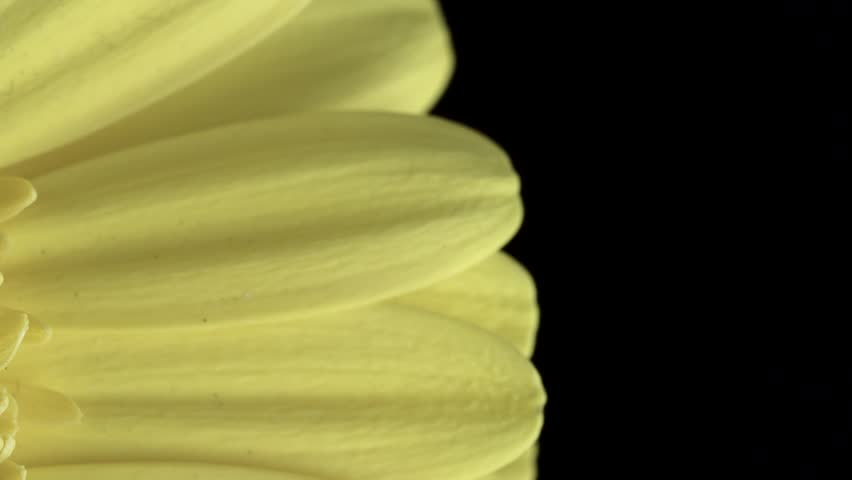 【FLOWERS】Beautyful Yellow Gerberas Black BG