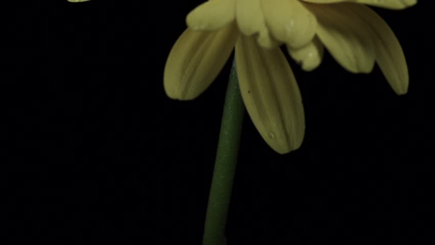 【FLOWERS】Beautyful Yellow Gerberas Black BG