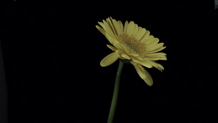 【FLOWERS】Beautyful Yellow Gerberas Black BG