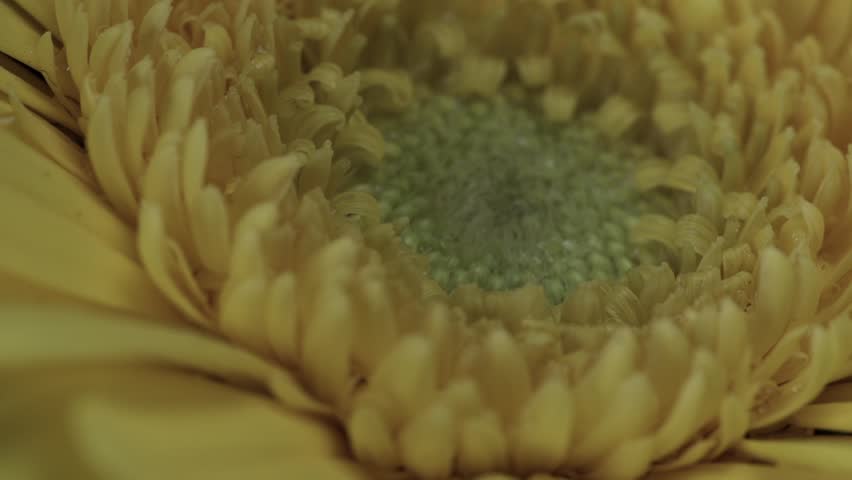 【FLOWERS】Beautyful Yellow Gerberas Black BG