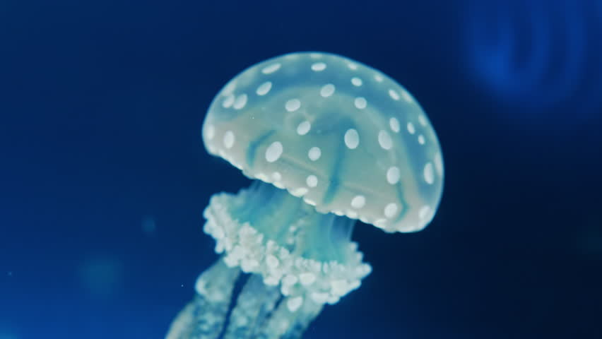 Beautiful glowing jellyfish in macro, swimming in aquarium. Mastigias papua.