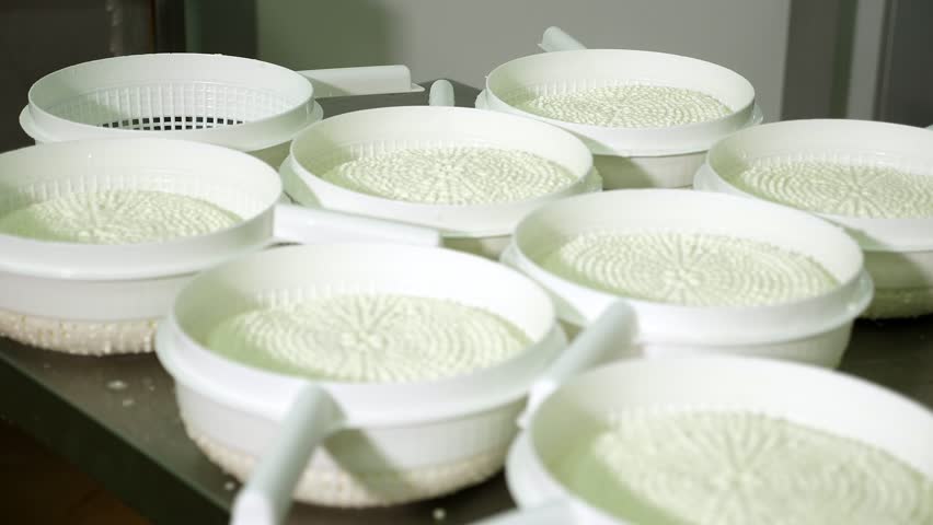 Stage in production of cheese- forming pressing of cheese mass. Cheese grains in molding glasses. Decontamination of the intermediate product. Private small-scale cheese factory.