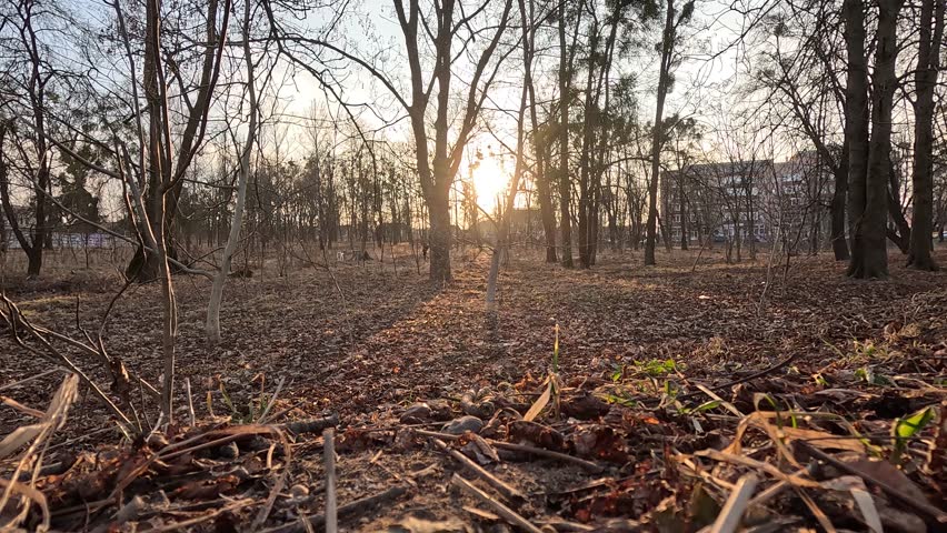Extreme off-road electric scooter ride in forest plantation.
