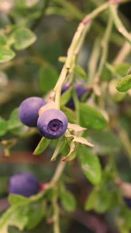 Ripe blueberries hanging on bush. Huckleberries, bilberries growing among grass 
