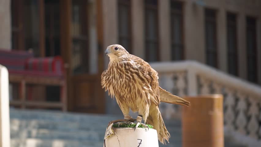 Doha, Qatar: Portrait of a falcon at Katara International Hunting and Falcons Exhibition