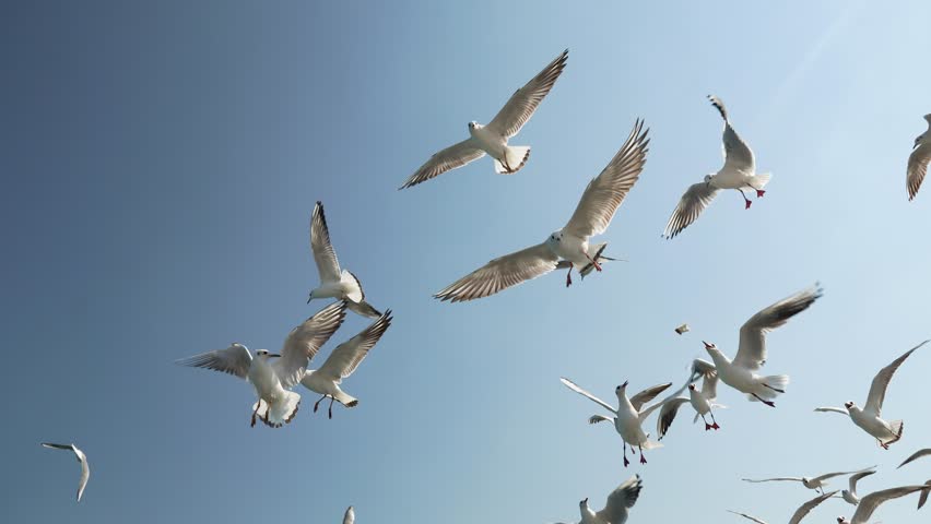 seagulls flying in the clear blue sky. a group of seagulls flying in the sky