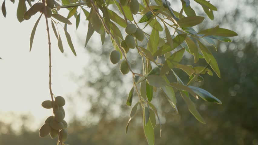 Warm sunlight filtering through verdant olive tree branches, revealing ripe green olives hanging naturally in golden summer light