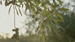 Warm sunlight filtering through verdant olive tree branches, revealing ripe green olives hanging naturally in golden summer light - Powered by Shutterstock - Get 15% off with code: PIKWIZARD15