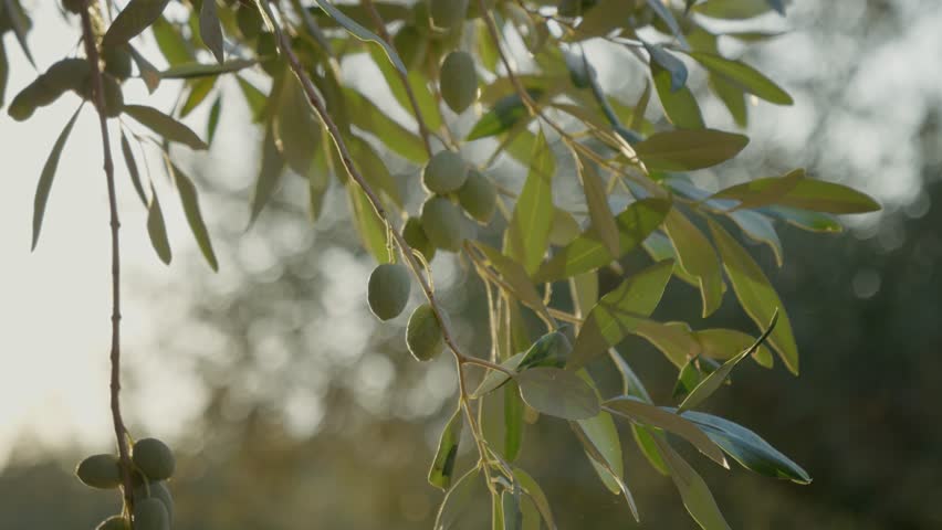 Explore the art of cultivating olive trees in Greece, where fresh olives and premium olive oil are harvested in sunlit orchards dotted with lush green leaves.