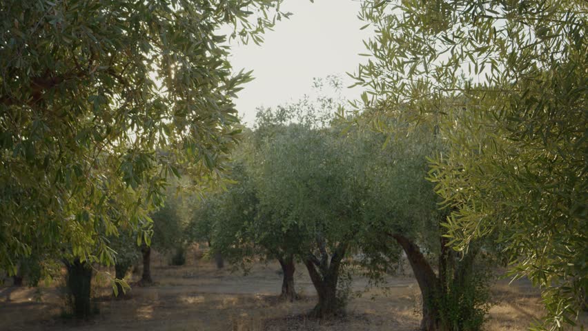 Discover the lush olive trees thriving under the warm sun in a Greek orchard. This setting highlights the beauty of rural farming and the importance of olives.