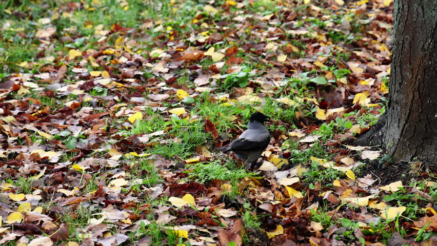 autumn foliage with dry golden yellow leaves on ground, in forest. one leaf on tree trunk or on asphalt road, over white line,mark.hooded crow walking with something in beak.fall landscape,cloudy sky