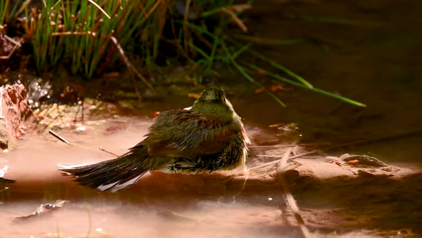 A Circa Scribbler bird taking a bath in a shallow natural water source, surrounded by wet soil, grass, and soft sunlight filtering through.
