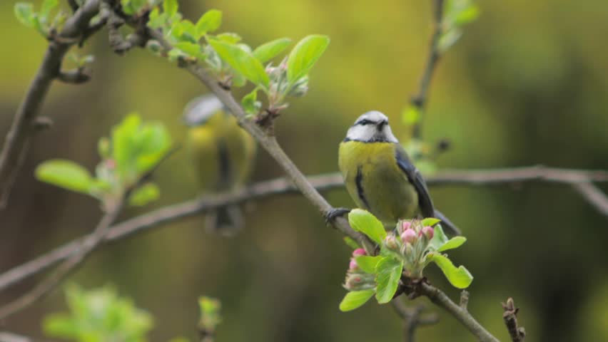 Eurasian Blue Tits Close Up Perched On A Tree Branch Then Flies Away Daytime Windy Borehamwood Hertfordshire UK
