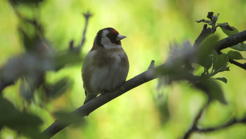 European Goldfinch Moving Perched On A Branch Daytime Sunny Windy Borehamwood Hertfordshire UK