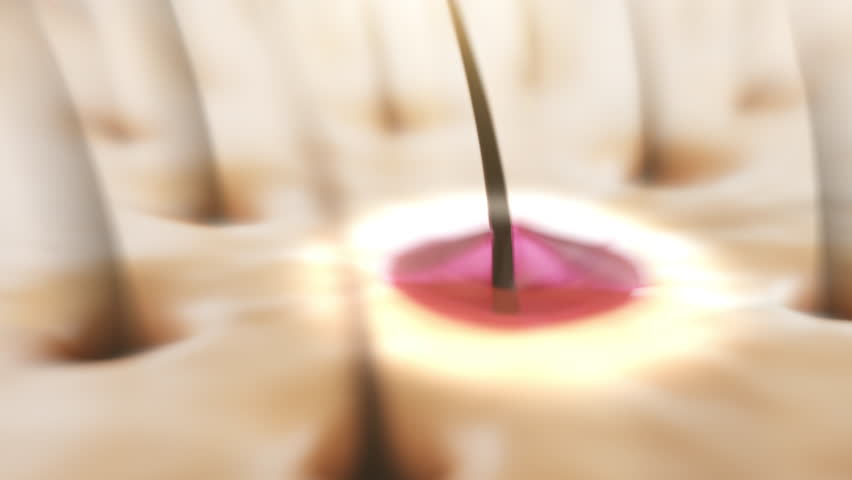 3D animation of a hair follicle absorbing essential oils, representing deep nourishment, hydration, and scalp health for stronger, shinier, and healthier hair.