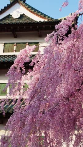 vertical video: Cherry blossom and Japanese pagoda in Hirosaki in spring, sakura in bloom in Japan, springtime in Japan, cherry trees in full bloom with Japanese samurai castle