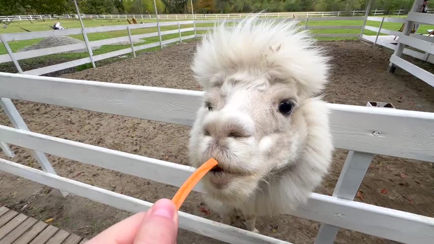 White alpaca sticks its head through the white fence on the farm, asking for a treat
