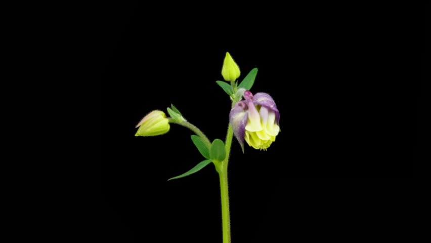 Time Lapse of flowering Aquilegia on black background. Spring timelapse of columbine flowers