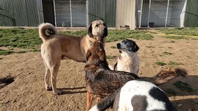 A small mixed breed jackal hybrid rescue dog is submissively licking the face of a dominant large Kangal dog on a field in front of the kennels at an animal rescue and sanctuary  - Powered by Shutterstock - Get 15% off with code: PIKWIZARD15