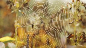 Spider webs on branches with dewdrops vibrating in the wind on an autumn morning - Powered by Shutterstock - Get 15% off with code: PIKWIZARD15