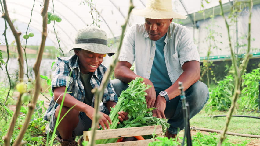Agriculture, box and father with son in farm greenhouse for sustainability or vegetable harvesting. Black family, crate and farming with parent teaching child how to carry organic seasonal or produce