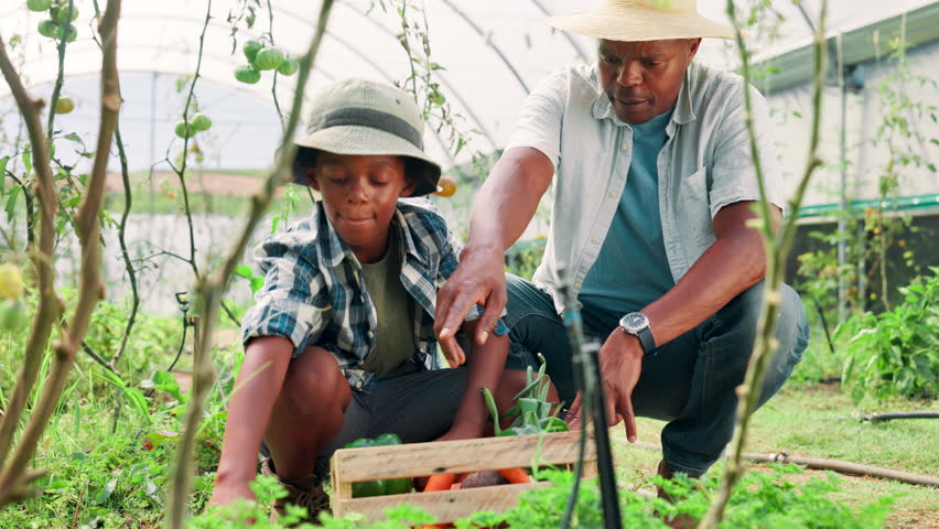 Greenhouse, father and son with vegetables, countryside and help with harvest, environment and smile. African family, farming and dad with boy, agriculture and sustainability with pride and growth