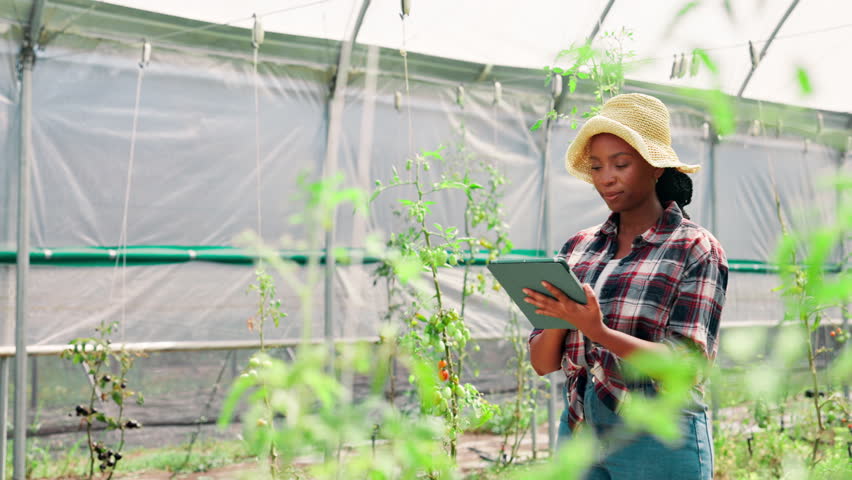 Inspection, farmer and woman with tablet, sustainability and preparing for harvest with tech or greenhouse. Small business, nutrition and monitoring crop health in environment, growth or black person